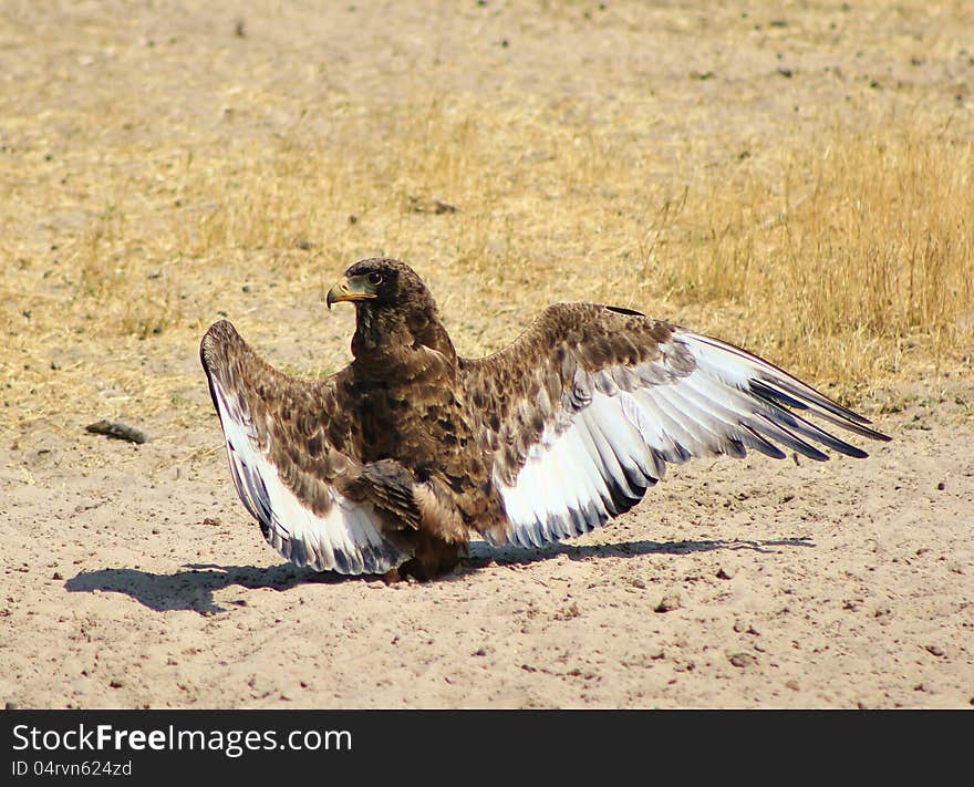 A young Bateleur Eagle with wings spread at a watering hole on a game ranch. Photo taken in Namibia, Africa. A young Bateleur Eagle with wings spread at a watering hole on a game ranch. Photo taken in Namibia, Africa.