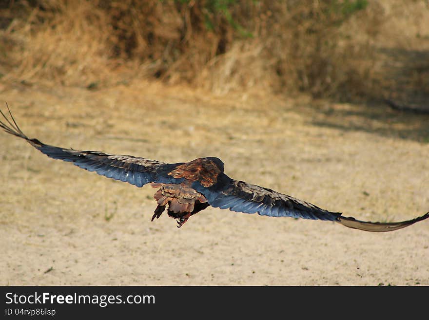 Eagle, Bateleur - Wind under wing