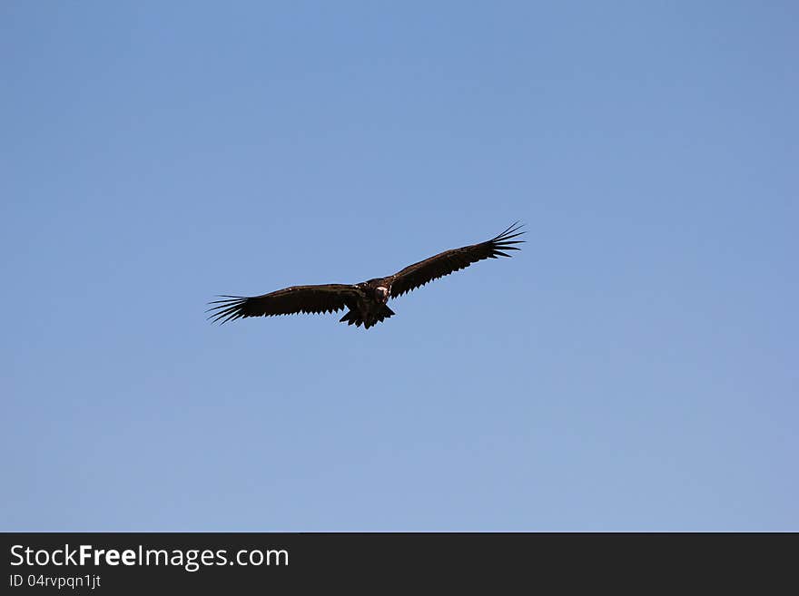 An adult Lappet-faced Vulture taking off from a watering hole in Namibia, Africa. An adult Lappet-faced Vulture taking off from a watering hole in Namibia, Africa.