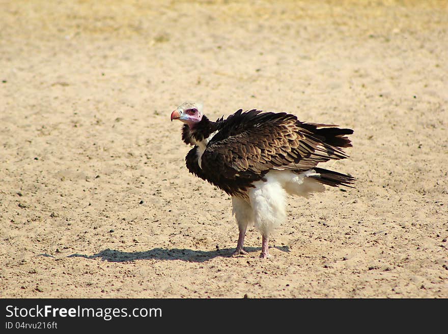 An adult White-headed vulture (rare and uncommon) at a watering hole in Namibia, Africa. An adult White-headed vulture (rare and uncommon) at a watering hole in Namibia, Africa.