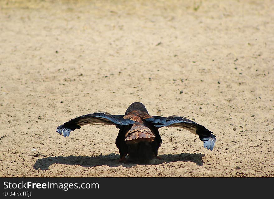 An adult Bateleur Eagle before take-off from a watering hole in Namibia, Africa. An adult Bateleur Eagle before take-off from a watering hole in Namibia, Africa.