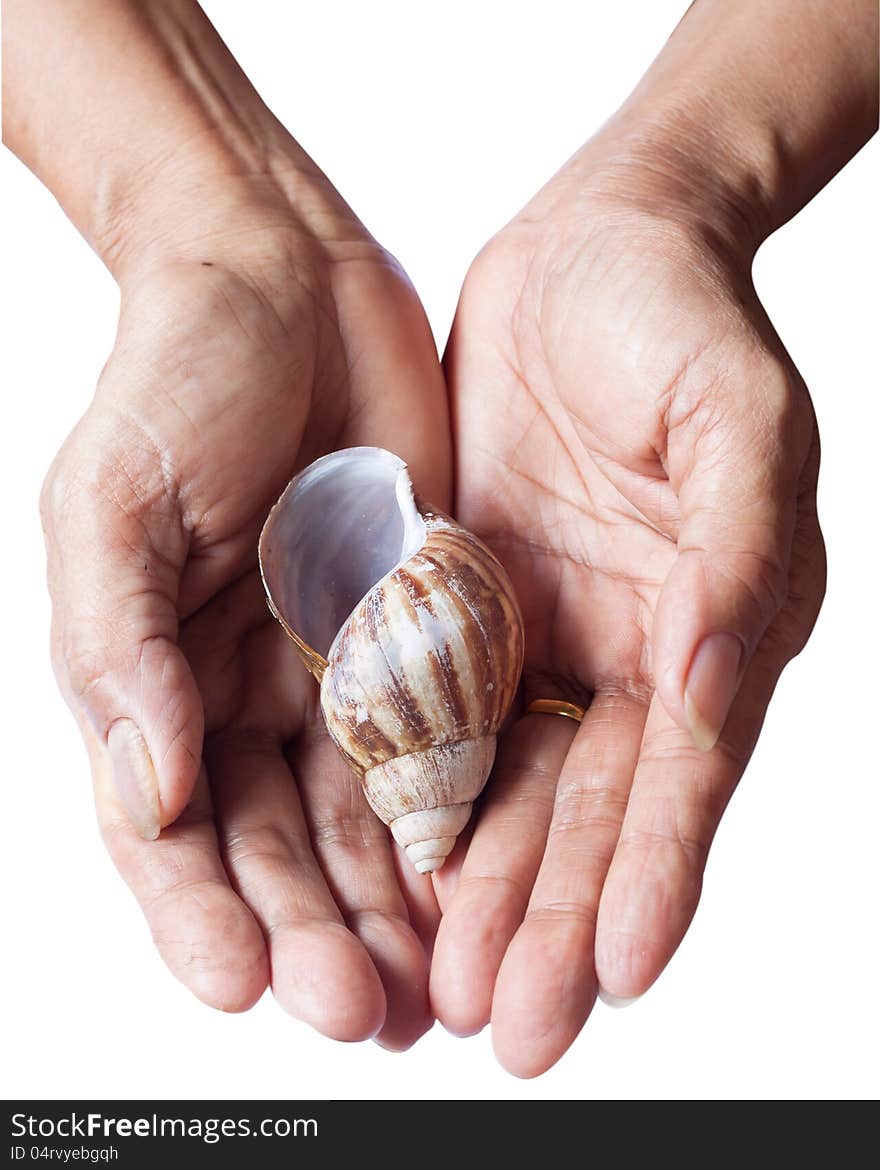 Woman's hands hold the shell on white background. Woman's hands hold the shell on white background