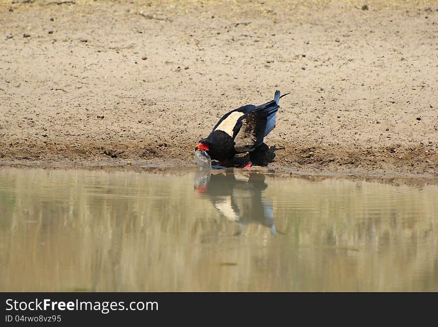 An adult Bateleur Eagle (rare white-backed variety)having a drink at a watering hole on a game ranch. Photo taken in Namibia, Africa. An adult Bateleur Eagle (rare white-backed variety)having a drink at a watering hole on a game ranch. Photo taken in Namibia, Africa.