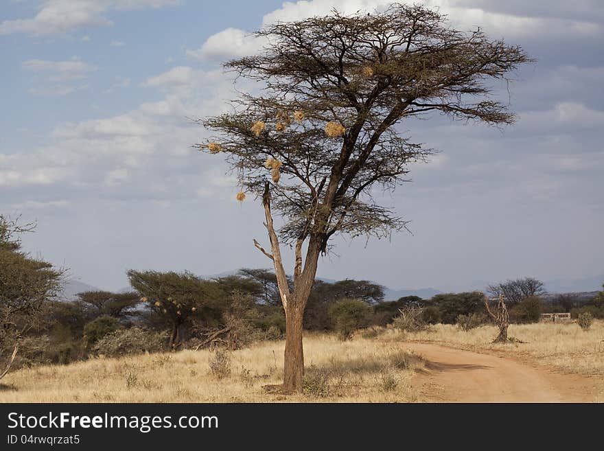 Weaver birds in Kenya