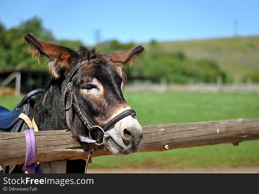 Donkey in a field ready for tourists riding.