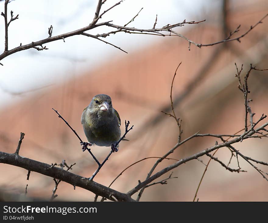 Greenfinch On Branch