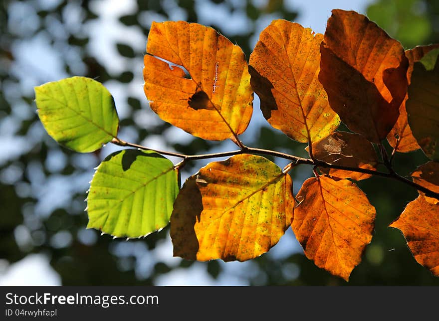 Autumn leaves in forest near city Ružomberok, Slovakia