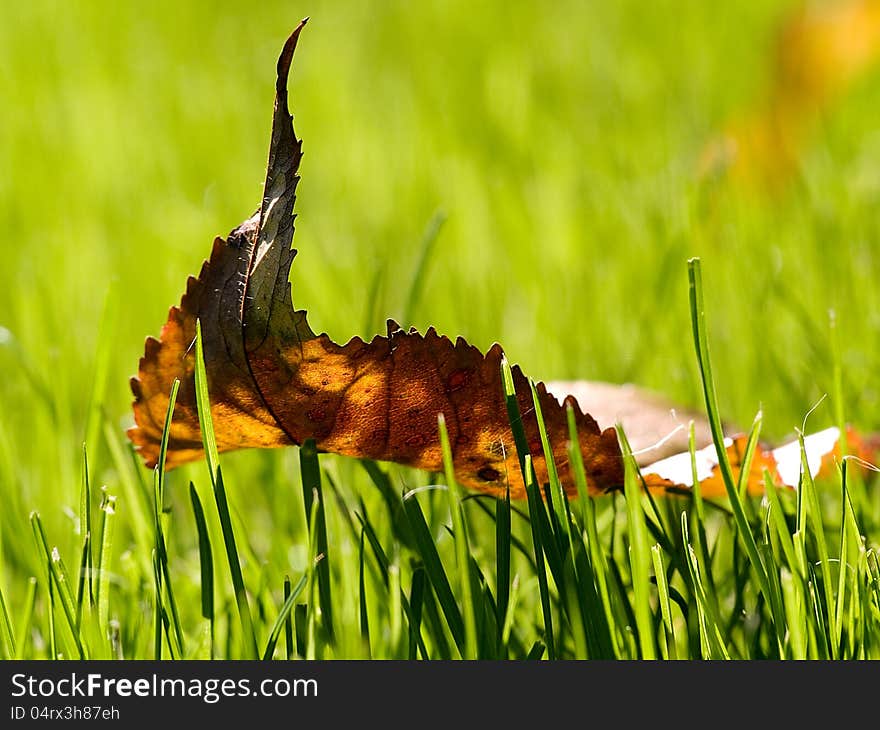 Leaf on the Grass