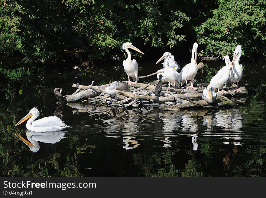 Pelicans