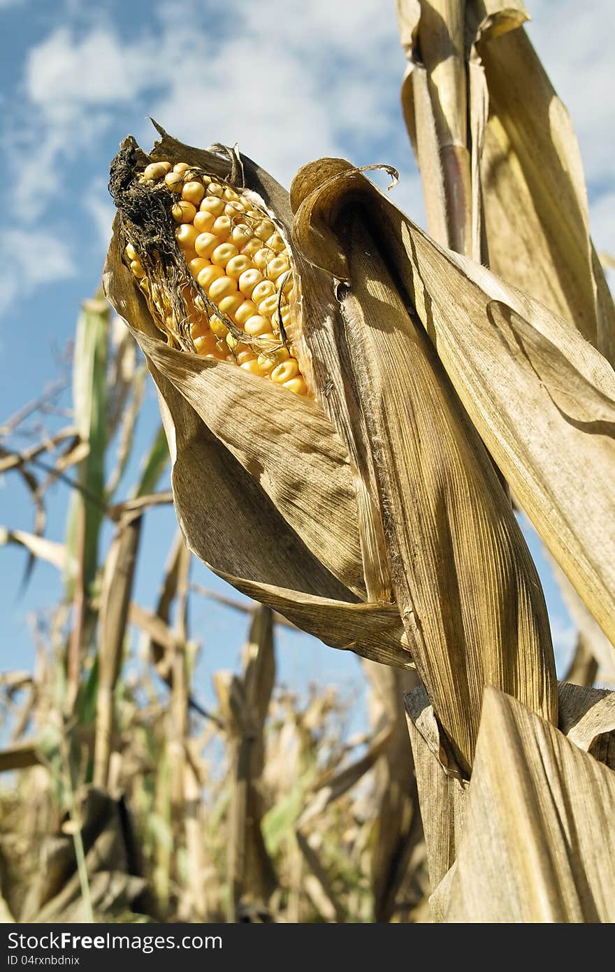 Ear of corn reached maturity, zea mays, poaceae. Ear of corn reached maturity, zea mays, poaceae