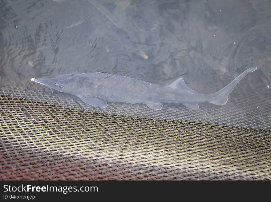 Live sturgeon in the water