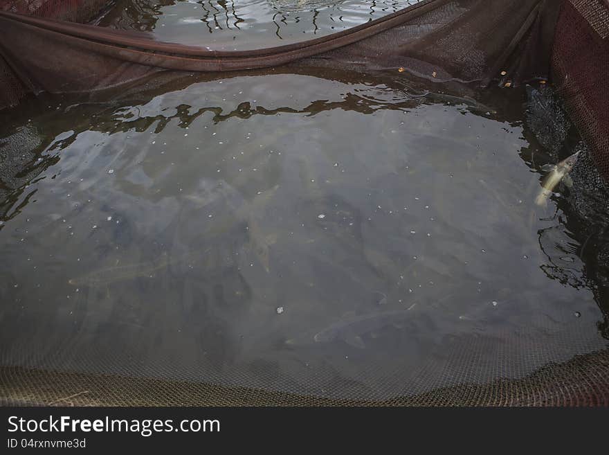 Live sturgeons in the fishpond. Live sturgeons in the fishpond