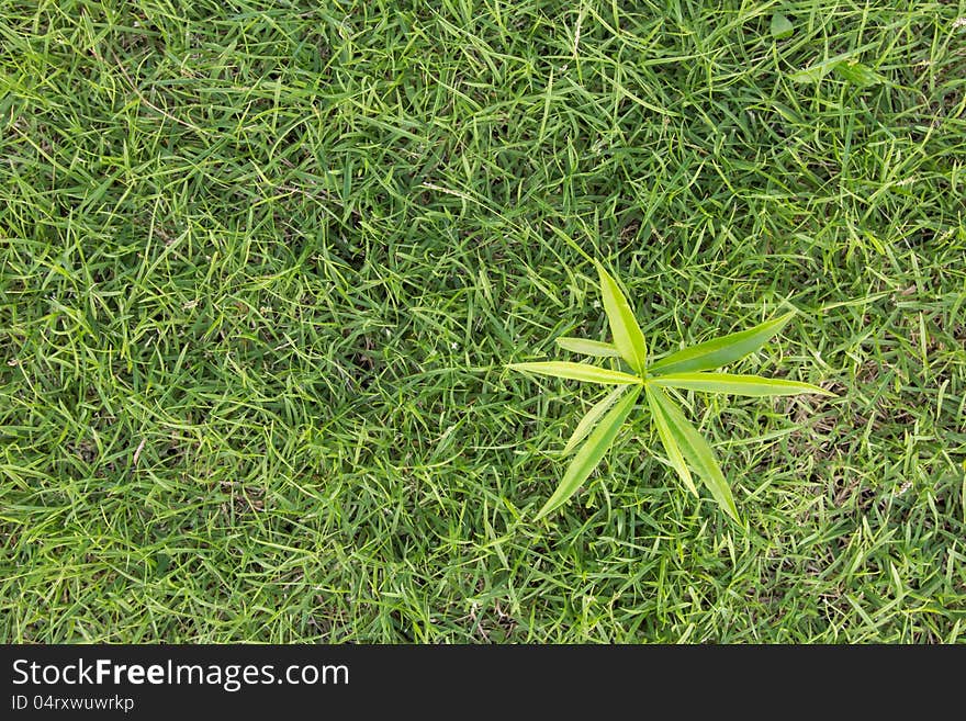 Top view sprout on grass