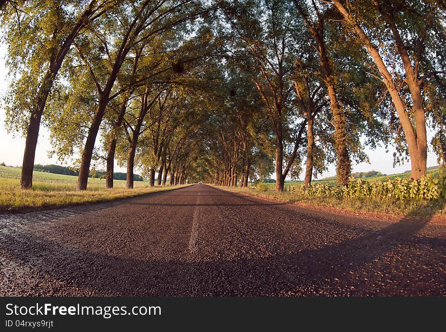 Evening the road under the arch of trees. Evening the road under the arch of trees