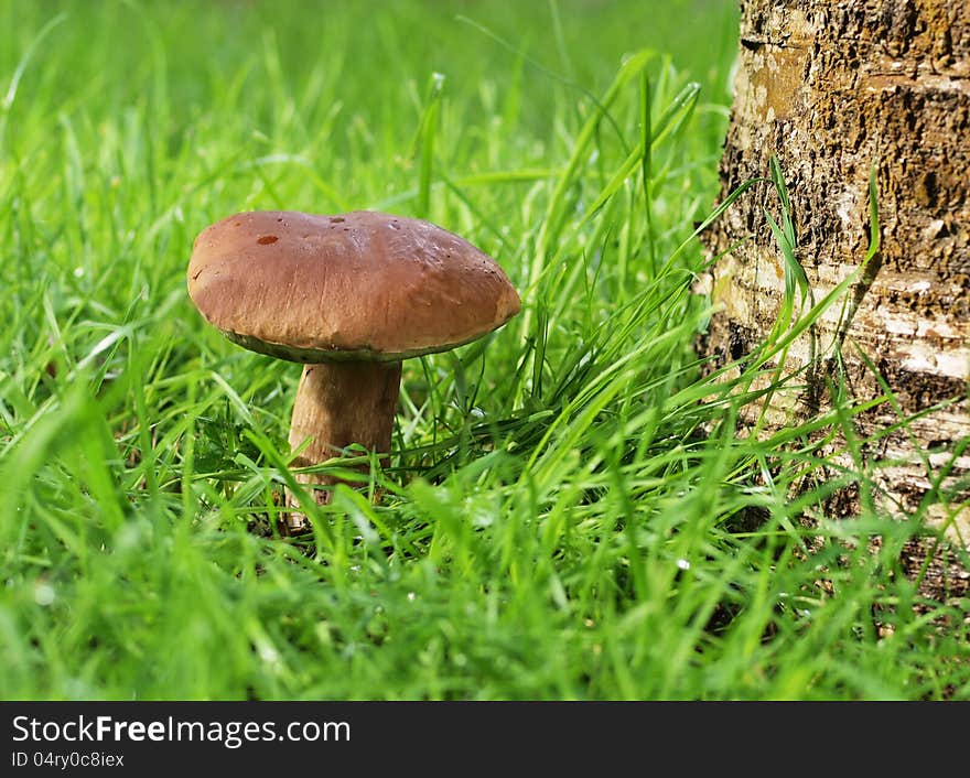 A mushroom under the tree