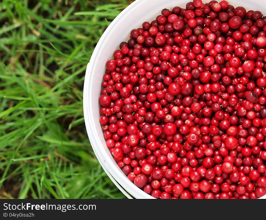 Cranberries in a bucket