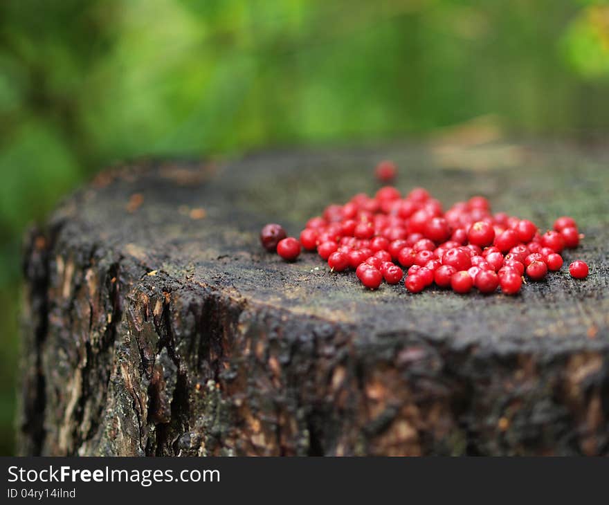 A handful of red cranberries on a tree stump