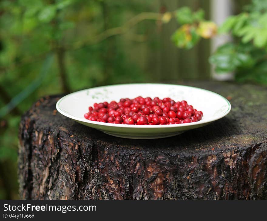 Cranberries on a plate