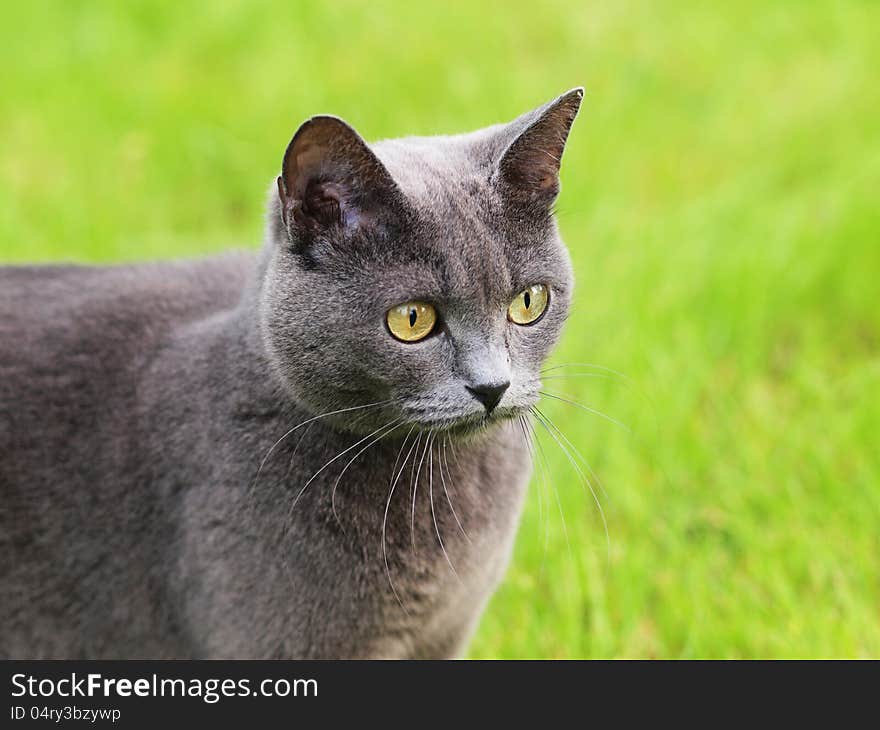 Gray cat portrait on green background