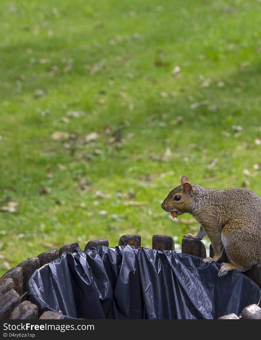 Squirrel eating on a public trash. Squirrel eating on a public trash