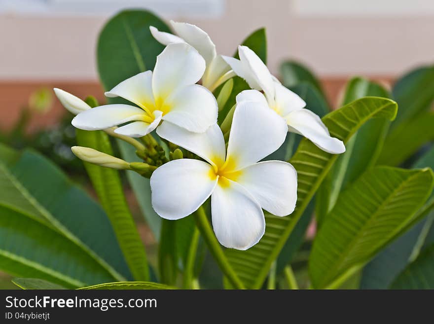 Frangipani flowers