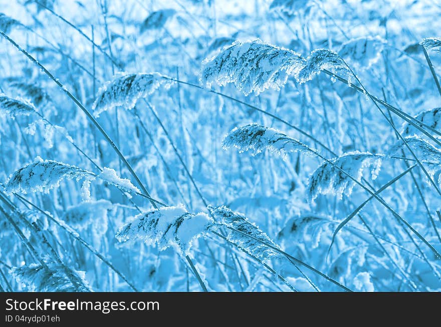 Reed covered with frost.