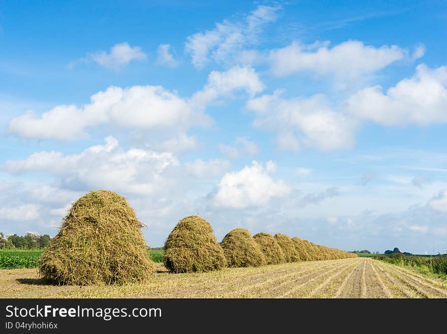 Flowers drying in the autumn sun for the seed they produce and will be harvest. Flowers drying in the autumn sun for the seed they produce and will be harvest