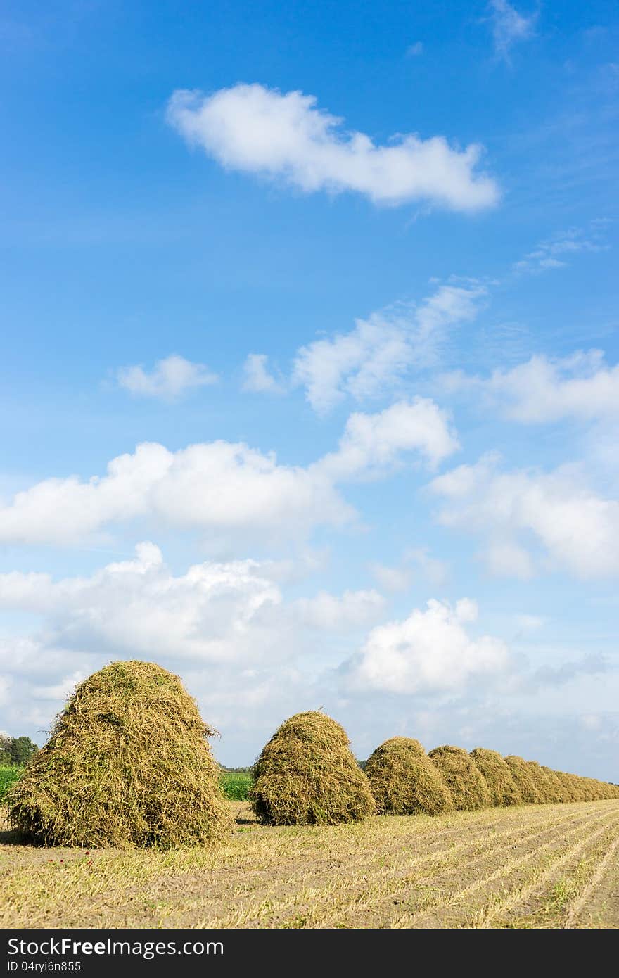 Flowers drying on a haystack