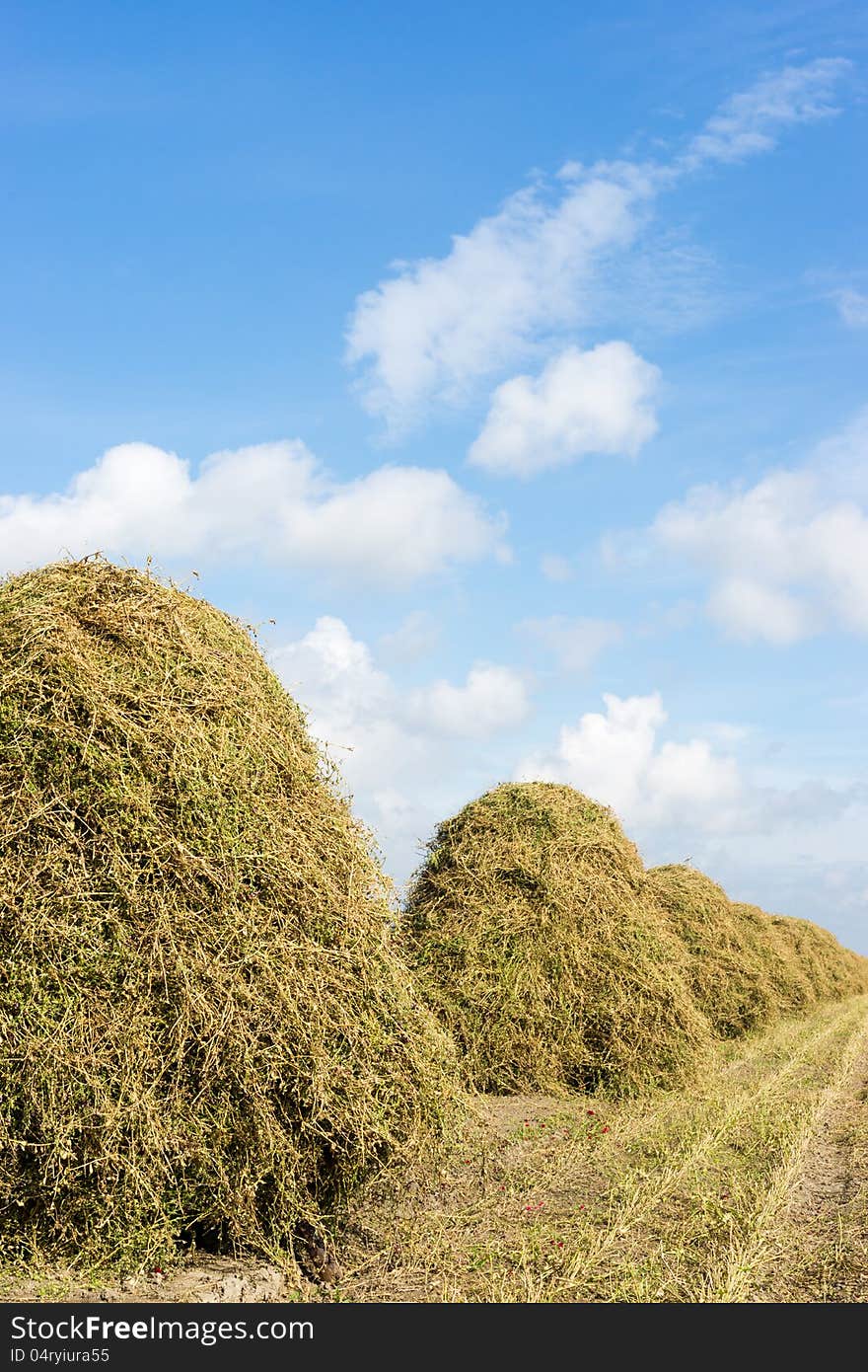 Flowers drying on a haystack