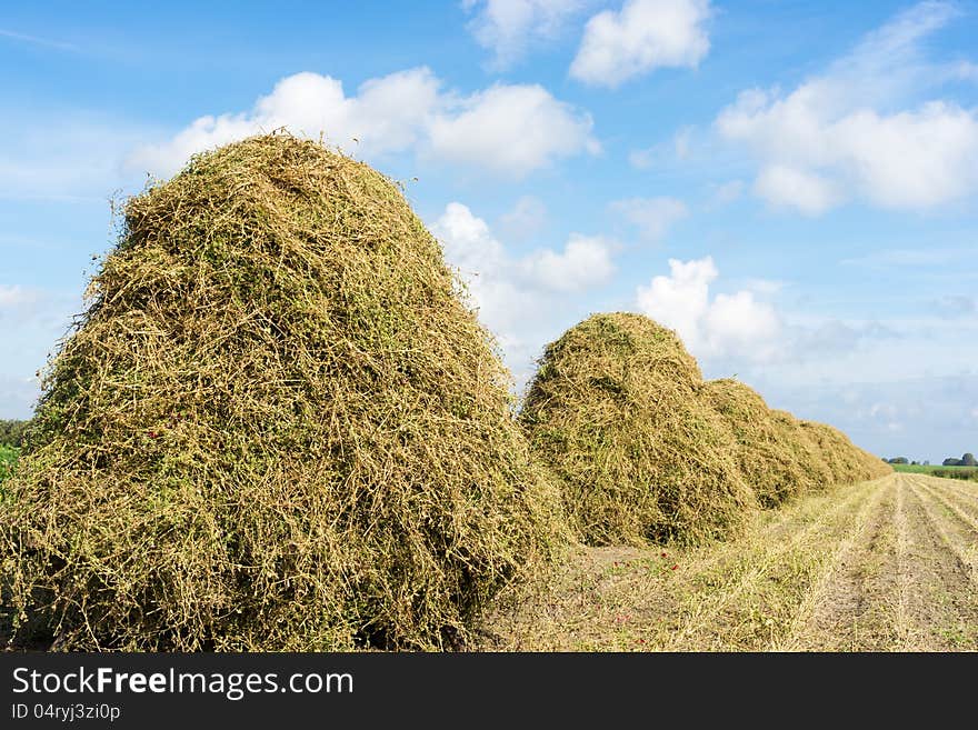 Flowers drying on a haystack