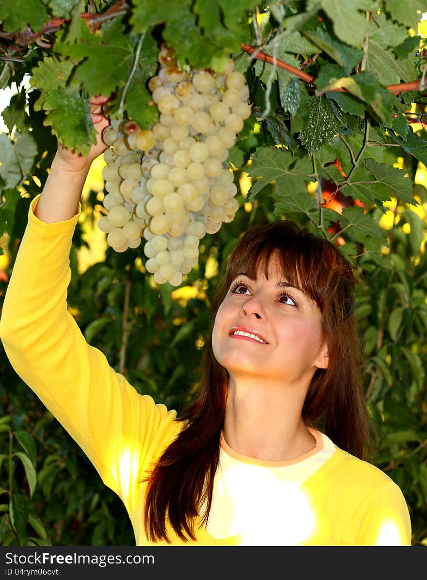 Woman picking bunch of white grapes  from vineyard. Woman picking bunch of white grapes  from vineyard