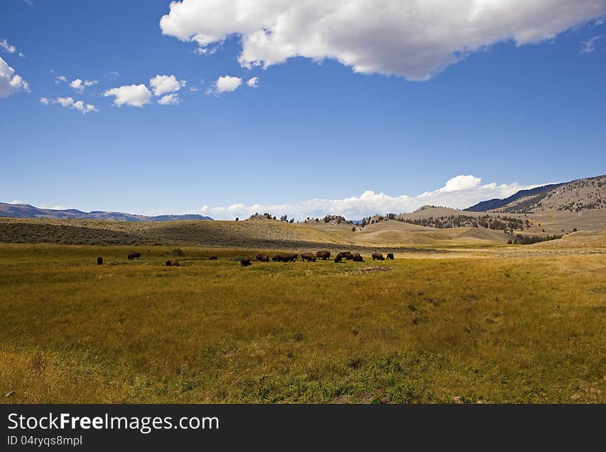 Bison herd in Yellowstone Park Wyoming is grazing and moving through the valley. Bison herd in Yellowstone Park Wyoming is grazing and moving through the valley.