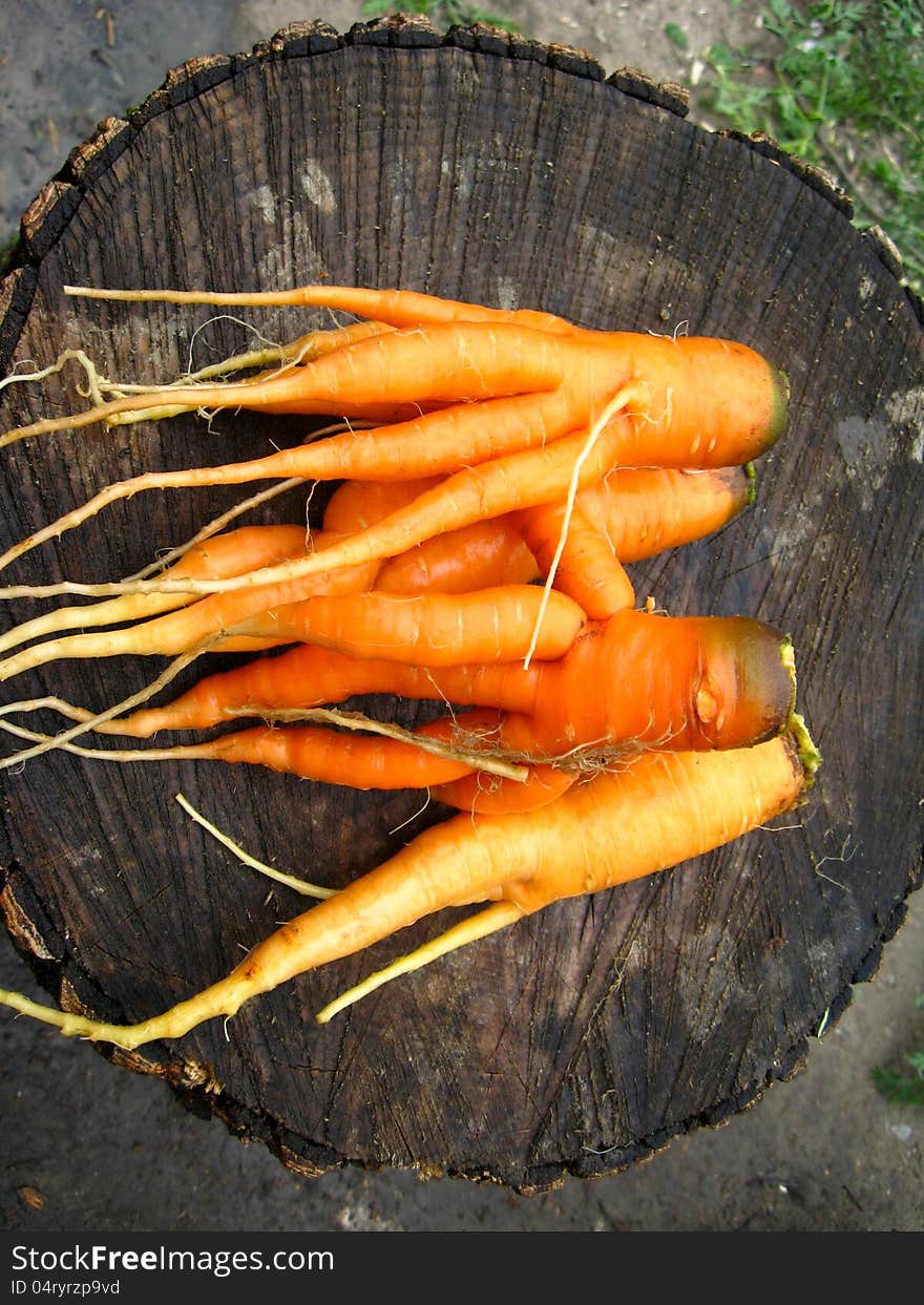 The image of the bunch of carrots laying on the stub. The image of the bunch of carrots laying on the stub