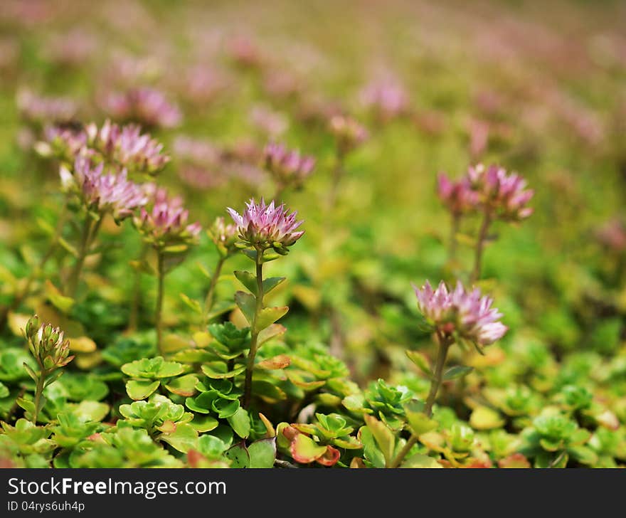 Clover Flowers