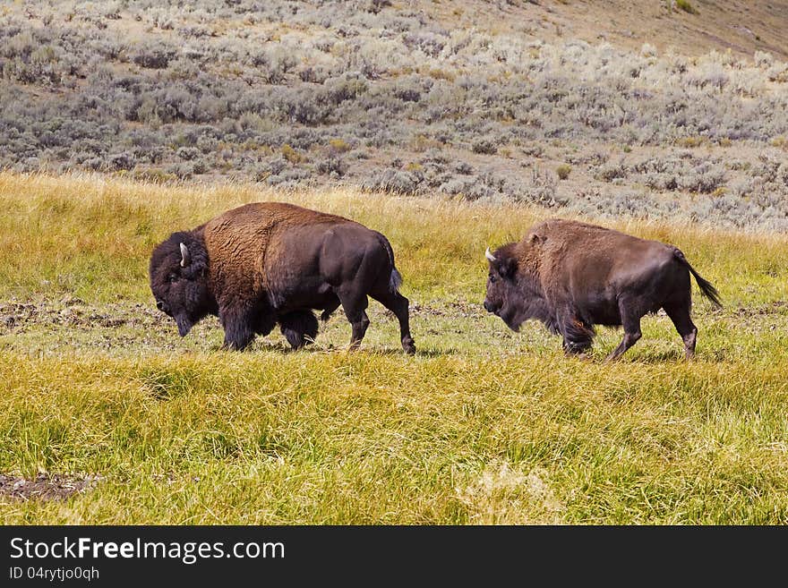 Buffalo bull and cow in Yellowstone Park Wyoming move through the meadow. Buffalo bull and cow in Yellowstone Park Wyoming move through the meadow.