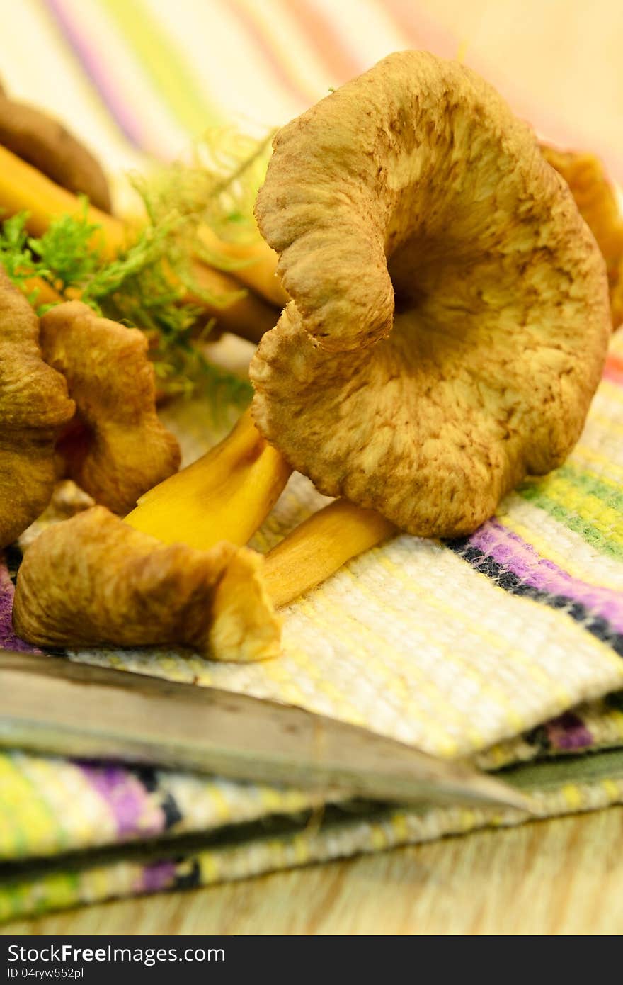 Tasty Chanterelles on the kitchen table with towel and knife. Tasty Chanterelles on the kitchen table with towel and knife