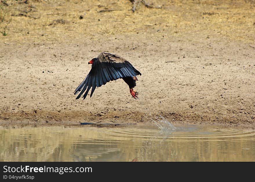 An adult Bateleur Eagle taking off from a watering hole in Namibia, Africa. An adult Bateleur Eagle taking off from a watering hole in Namibia, Africa.