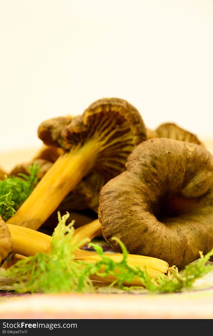 Tasty Chanterelles on the kitchen table with towel and knife. Tasty Chanterelles on the kitchen table with towel and knife