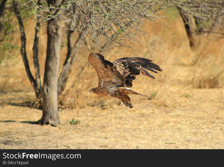 An adult Tawny Eagle at a watering hole in Namibia, Africa. An adult Tawny Eagle at a watering hole in Namibia, Africa.