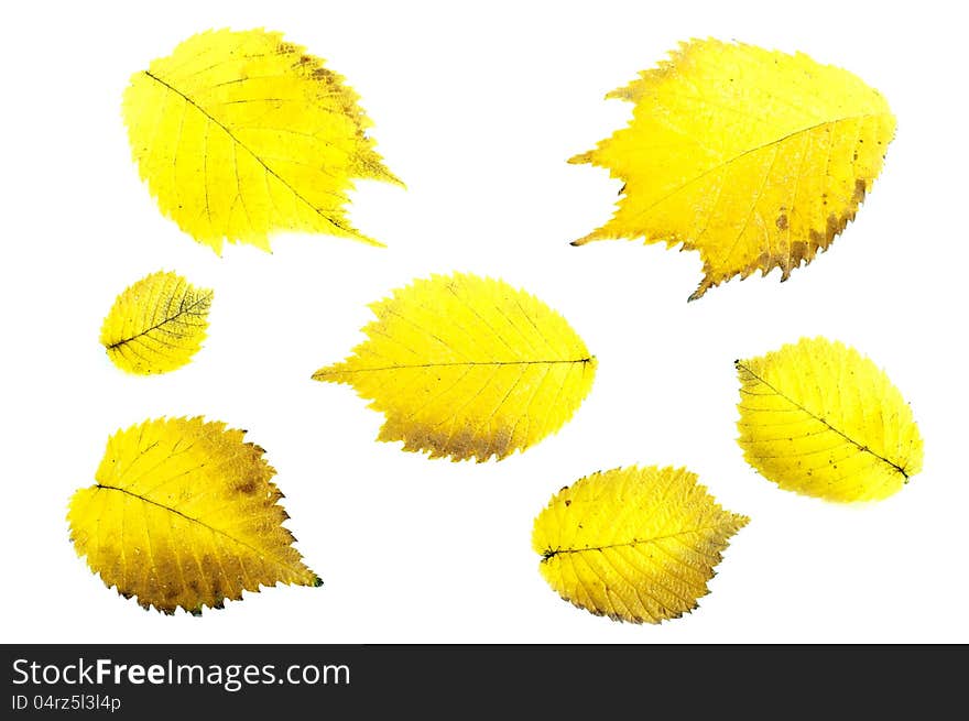 Alder autumn leaves on a white background. Alder autumn leaves on a white background