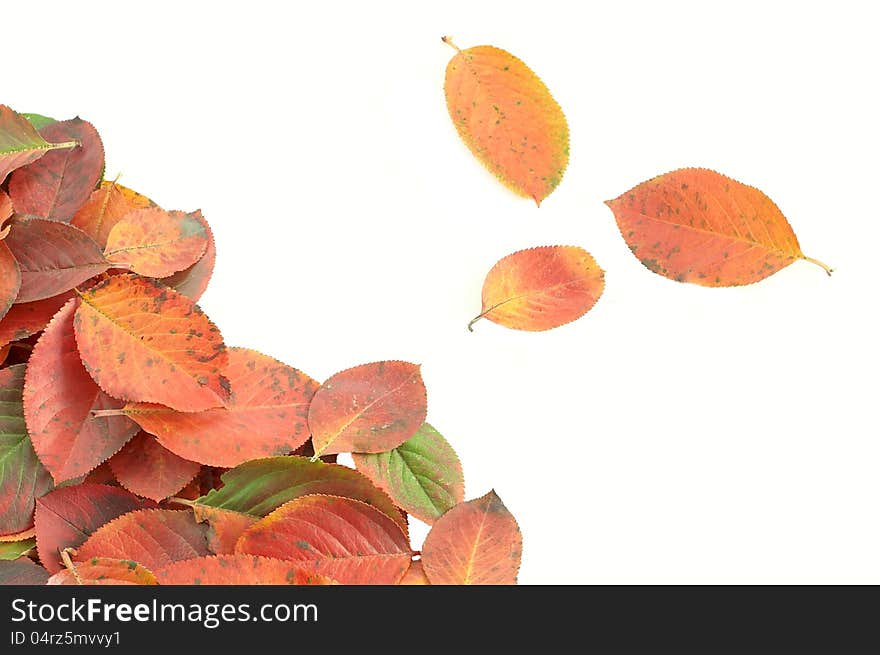 Leaves of the black crane on white background. Leaves of the black crane on white background