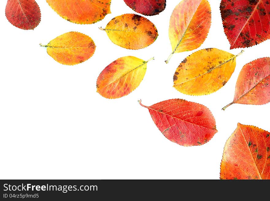 Leaves of the black crane on white background. Leaves of the black crane on white background