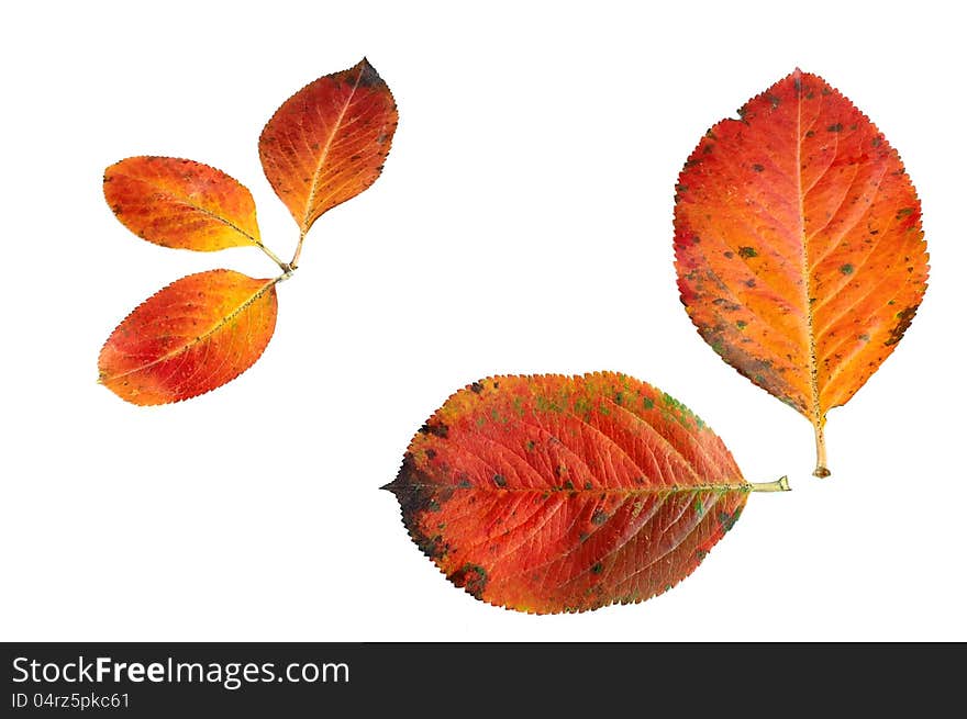 Leaves of the black crane on white background. Leaves of the black crane on white background