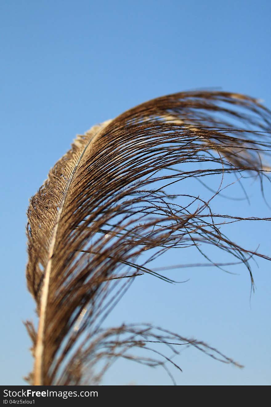 A Golden-Brown Ostrich feather in the wind on a game ranch in Namibia, Africa.