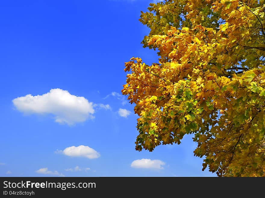 Autumn leaves of the maple tree and the blue sky