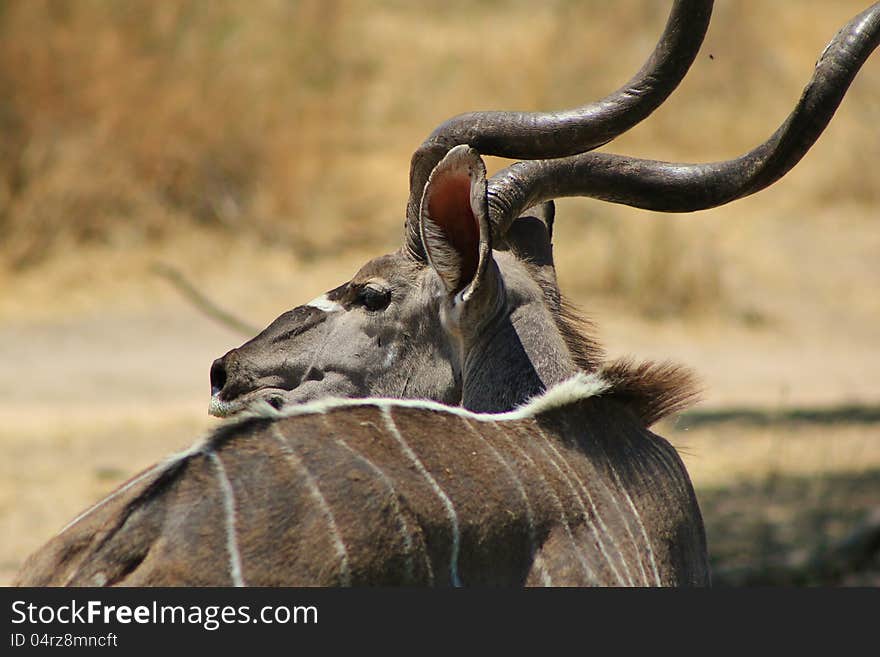 A Kudu bull looking into the distance at a watering hole. Photo taken in Namibia, Africa. A Kudu bull looking into the distance at a watering hole. Photo taken in Namibia, Africa.