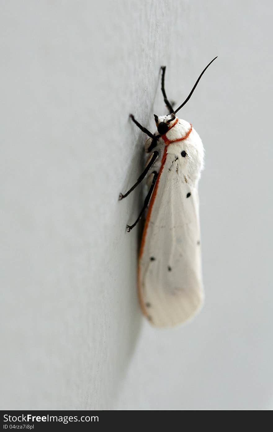 Closeup Of A White Moth