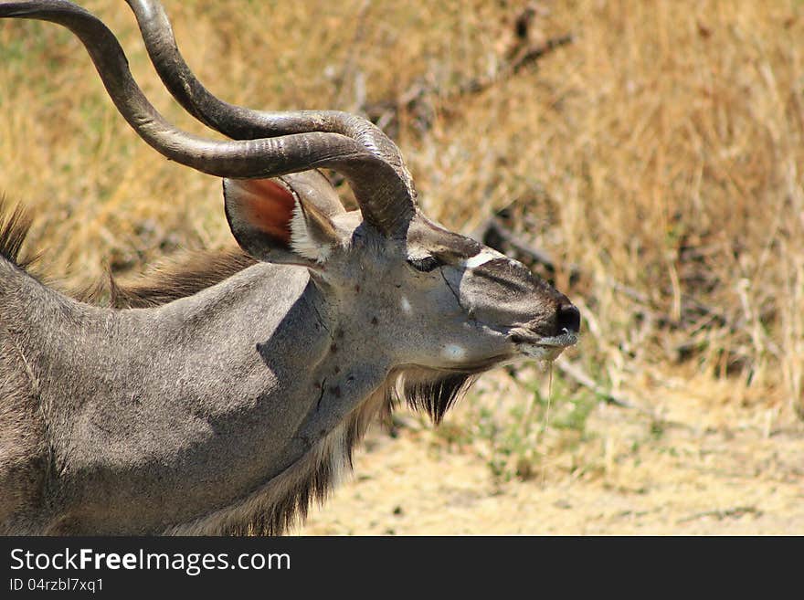 A Kudu bull posing at a watering hole. Photo taken in Namibia, Africa. A Kudu bull posing at a watering hole. Photo taken in Namibia, Africa.