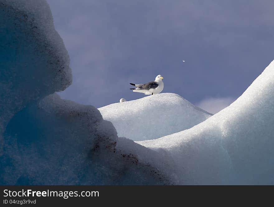 Kittiwake on a glacier