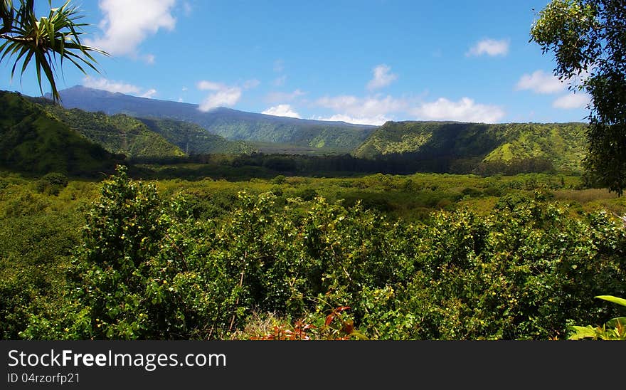 Lush foreground foliage gives way to a Maui rainforest mountain view. Lush foreground foliage gives way to a Maui rainforest mountain view